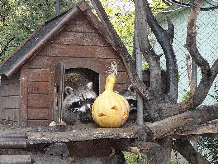 Хелоуински тикви за животните във варненския зоопарк