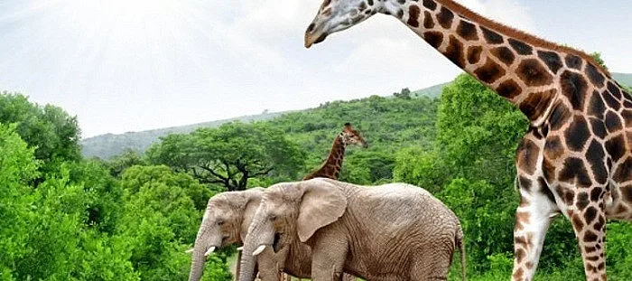 Съвременният Хомо сапиенс  сапиенс бил южноафриканец