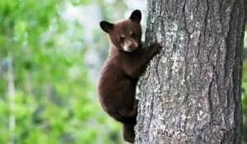 Гладно мече слиза от Балкана за храна