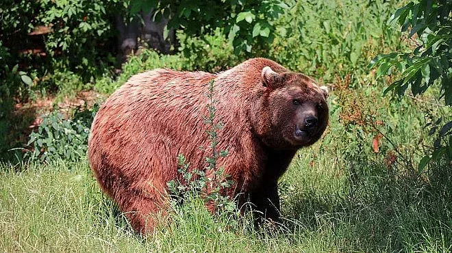 Мъж загина от лапите на безсмъртна мечка