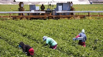 Измама за над 14 млн. лв. лъсна във фонд "Земеделие"