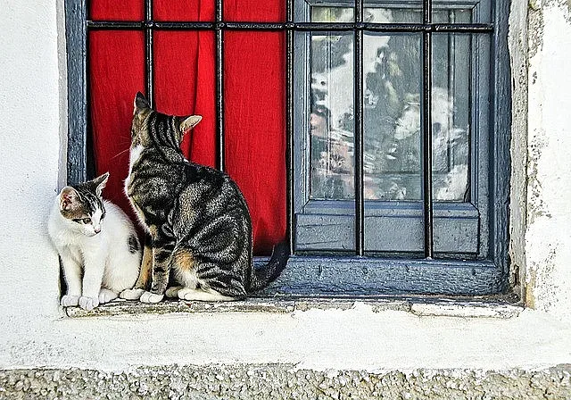 Котешко мяучене спаси двойка от свлачище
