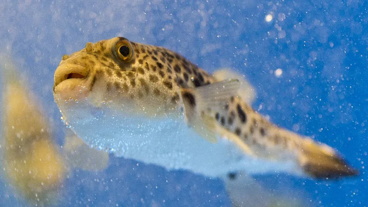 Отровни риби стигнаха до нашите брегове