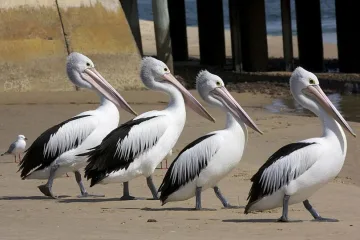 Пеликан влезе в кръчма и се нареди на опашка