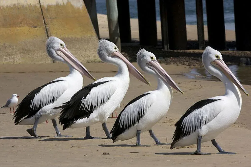Пеликан влезе в кръчма и се нареди на опашка