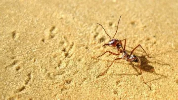 Най-бързите мравки в света живеят в Сахара