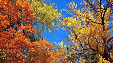 Живакът скача до 26 градуса днес