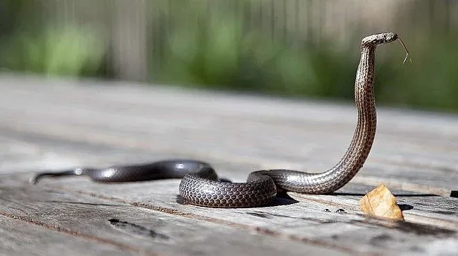 4-метрова кралска кобра изкара акъла на хора
