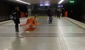 Изоставено куче броди в столичното метро