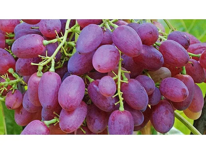 Австралийка откри игла в грозде