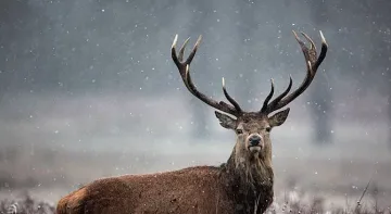 Елен буйства във фризьорски салон