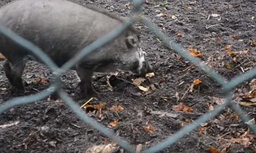 Прасетата  ползват сечива