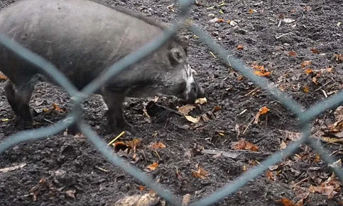 Прасетата  ползват сечива