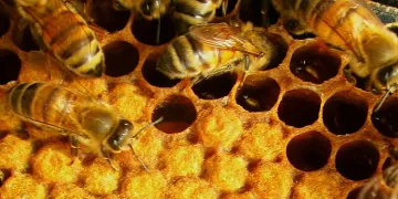 От днес пчеларите кандидатстват за държавна помощ