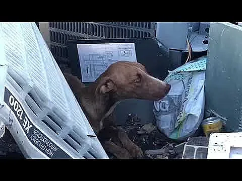 Откриха куче, престояло месец под руини след урагана Дориан