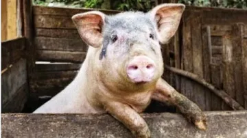 Кюстендил и Благоевград шампиони по укрити прасета