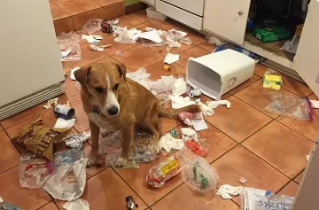 Световен ден за защита на животните