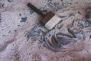 Откриха череп на арктически еднорог