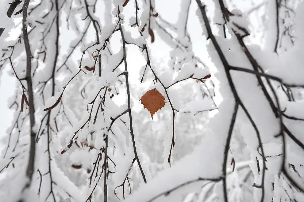 Зимата подрани в САЩ и Канада