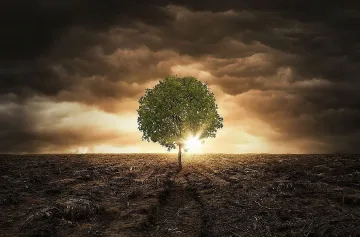 Застрашените дървета са на път да изчезнат