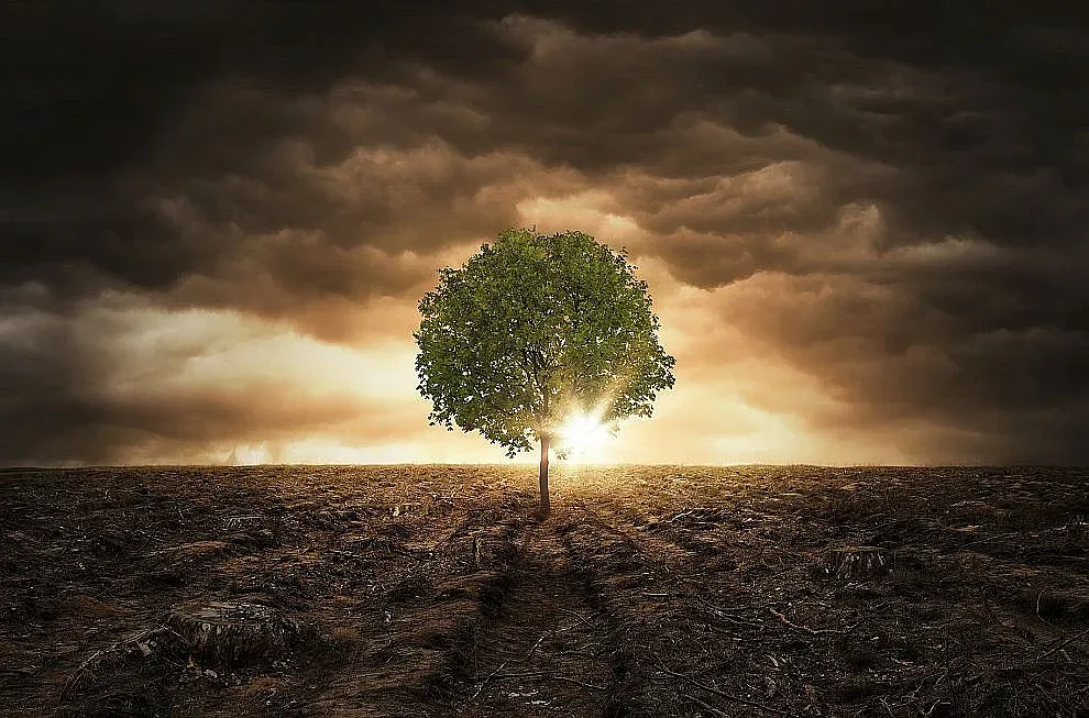 Застрашените дървета са на път да изчезнат