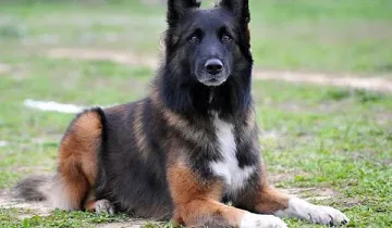 Отиде си спецът от отдел "Наркотици" - кучето Вихрен