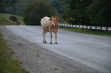 Мъж загина заради крава на пътя