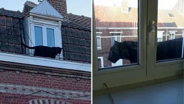 Черна пантера се поразходи из Лил във Франция