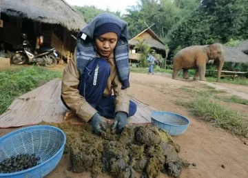 Слонове правят най-скъпото кафе в света