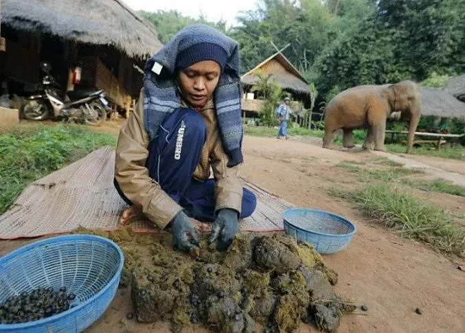 Слонове правят най-скъпото кафе в света