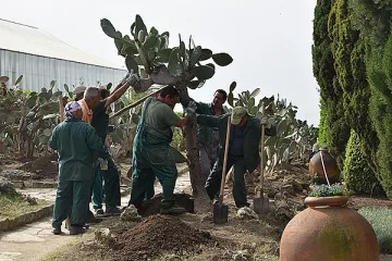 Носят на ръце кактусите в Балчик