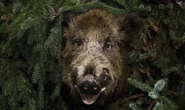 Нови случаи на АЧС