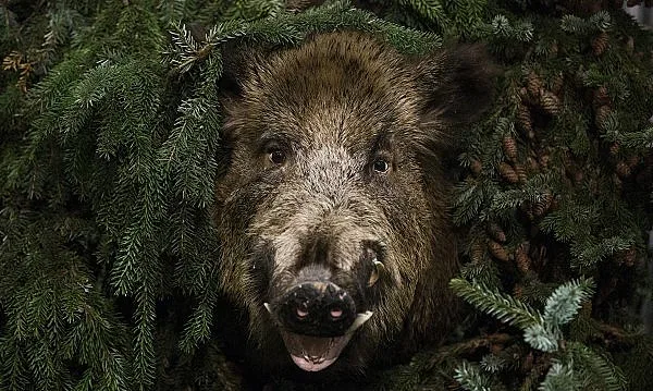 Нови случаи на АЧС