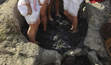 Започва гроздоберът в Плевенско