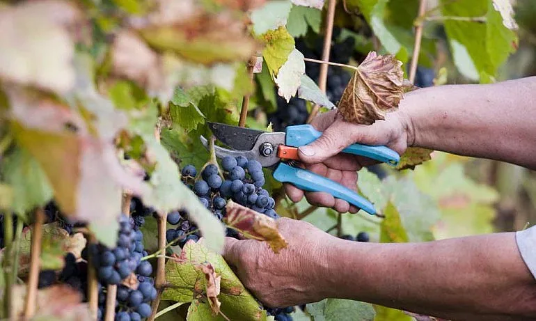 Производители: Гроздето за 1,20, иначе загиваме