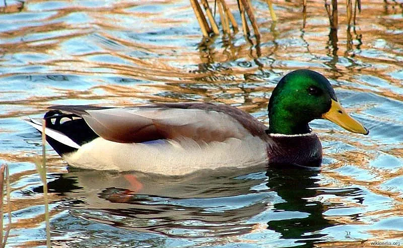 Във Франция: съдят патици, че крякат