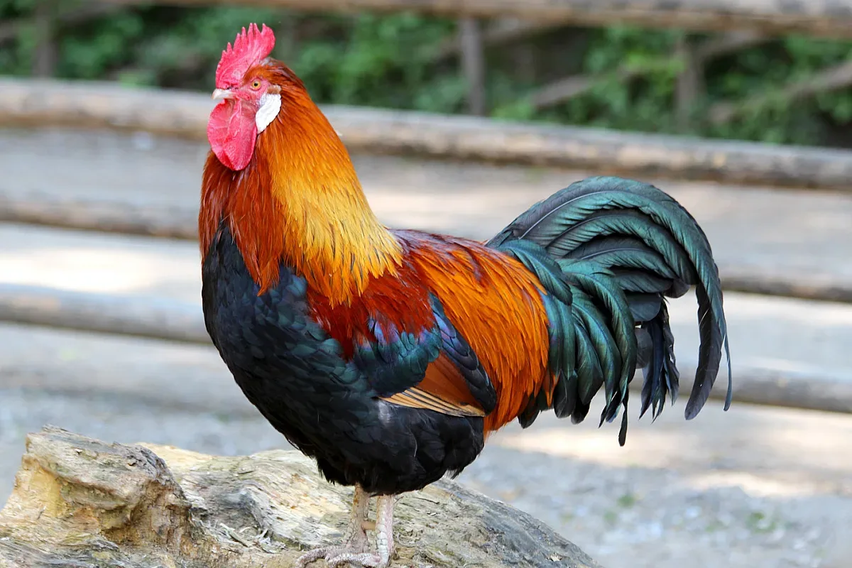 Петел уби стопанката си в Австралия