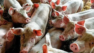 Изплащат по 300 лв. помощ за свинете