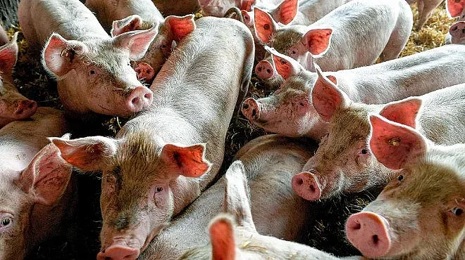 Изплащат по 300 лв. помощ за свинете
