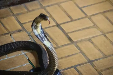 Евакуираха къщи в Германия заради избягала кобра