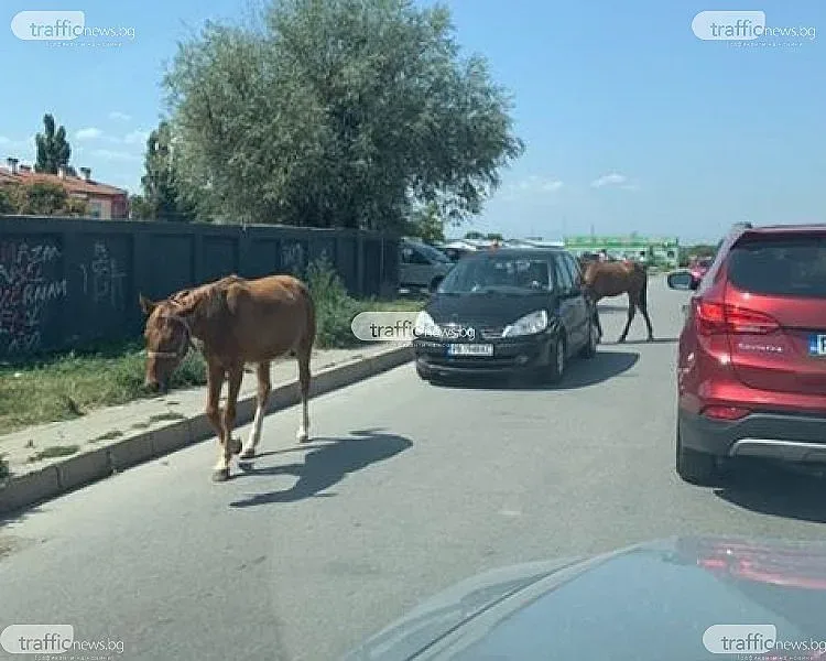 Коне на опашка пред КАТ-Пловдив