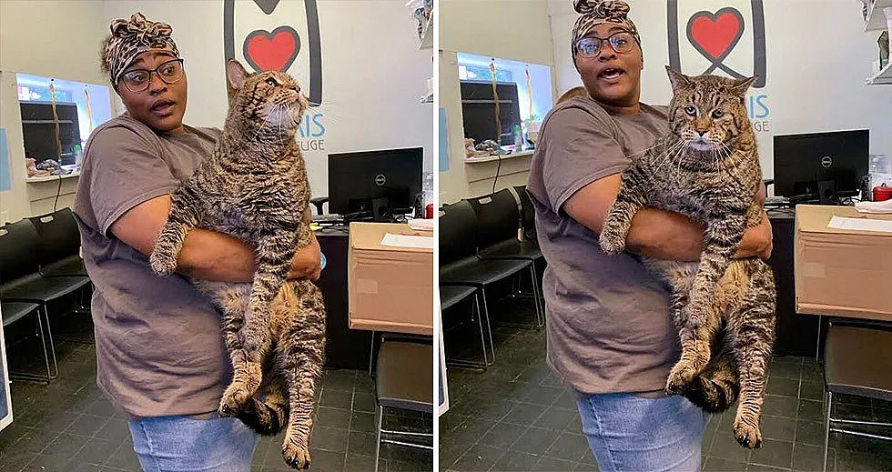 Огромна котка в приют е новата звезда в САЩ