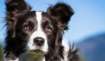 Куче намира стопаните си след 5 години