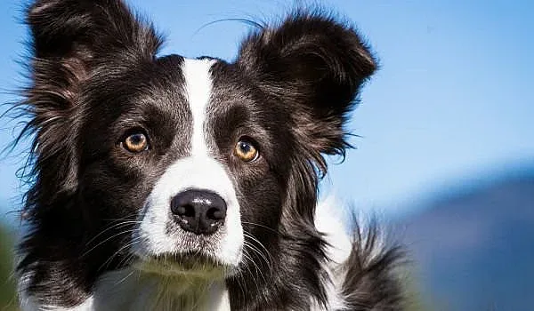 Куче намира стопаните си след 5 години