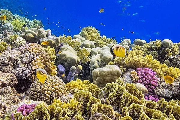 Изумително откритие на Соломоновите острови