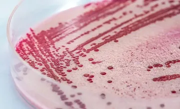 Зараза спира износа на свинско от Испания