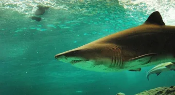 Уловиха 5-метрова акула в Турция