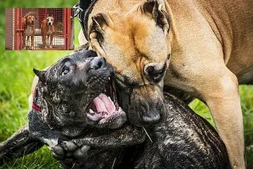 40 бойни питбула 3 г. стоят в общински приют