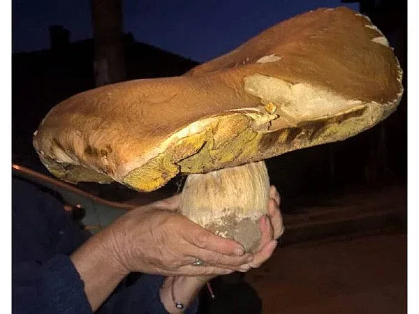 Манатарка гигант открита в Пампорово