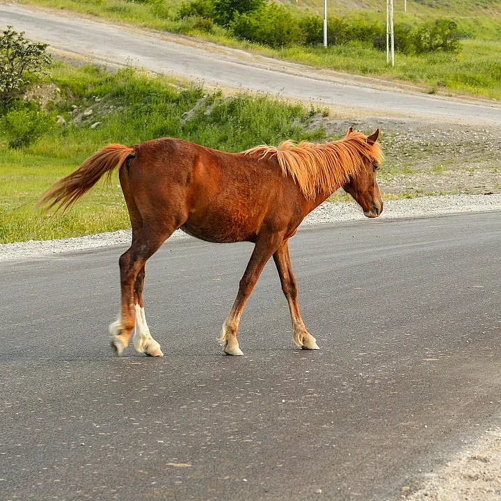 Шестима пострадаха заради безнадзорен кон на пътя за Маказа